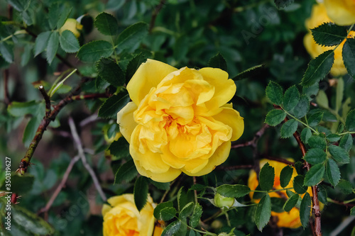 Beautiful bush of yellow tea rose. background