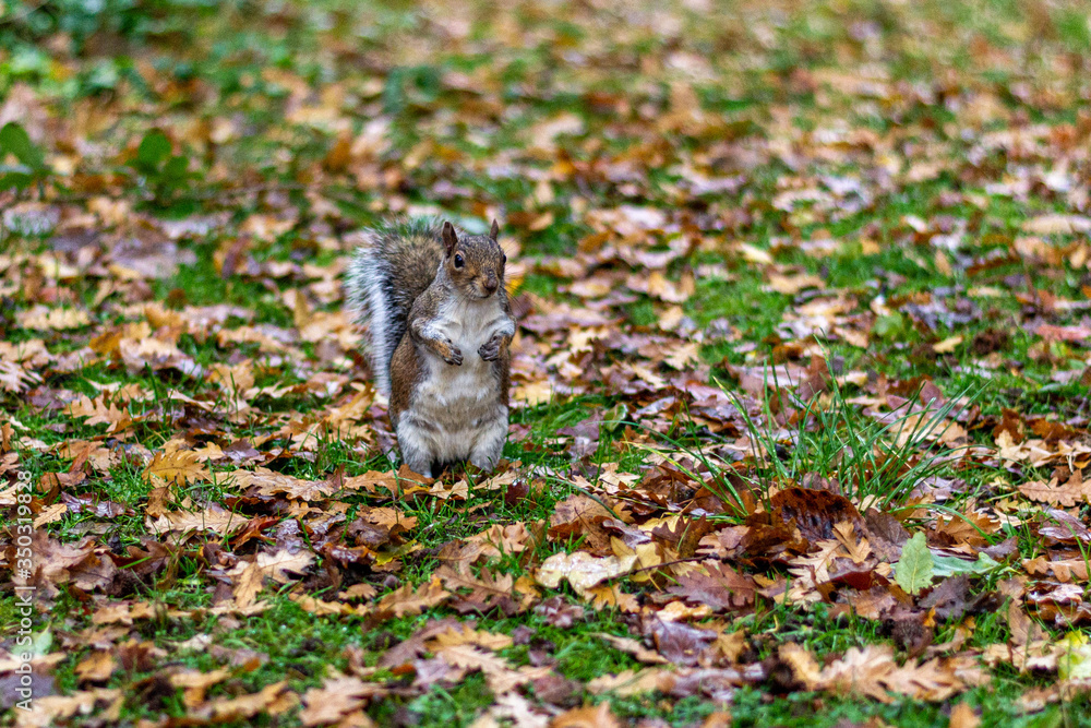 squirrel on the ground, autumn squirrel on the ground, autumn