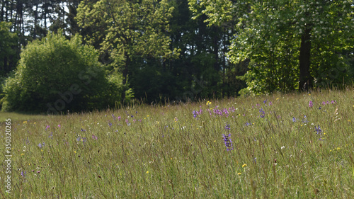 Magere Trockenwiese mit Polygala  Kreuzbl  mchen  Ehrenpreis  Wiesensalbei