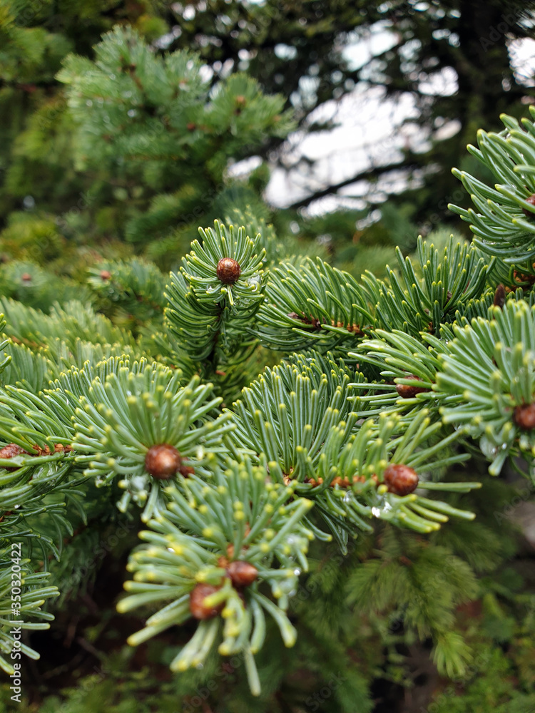 Young cones on a green spruce Young cones on a green spruce