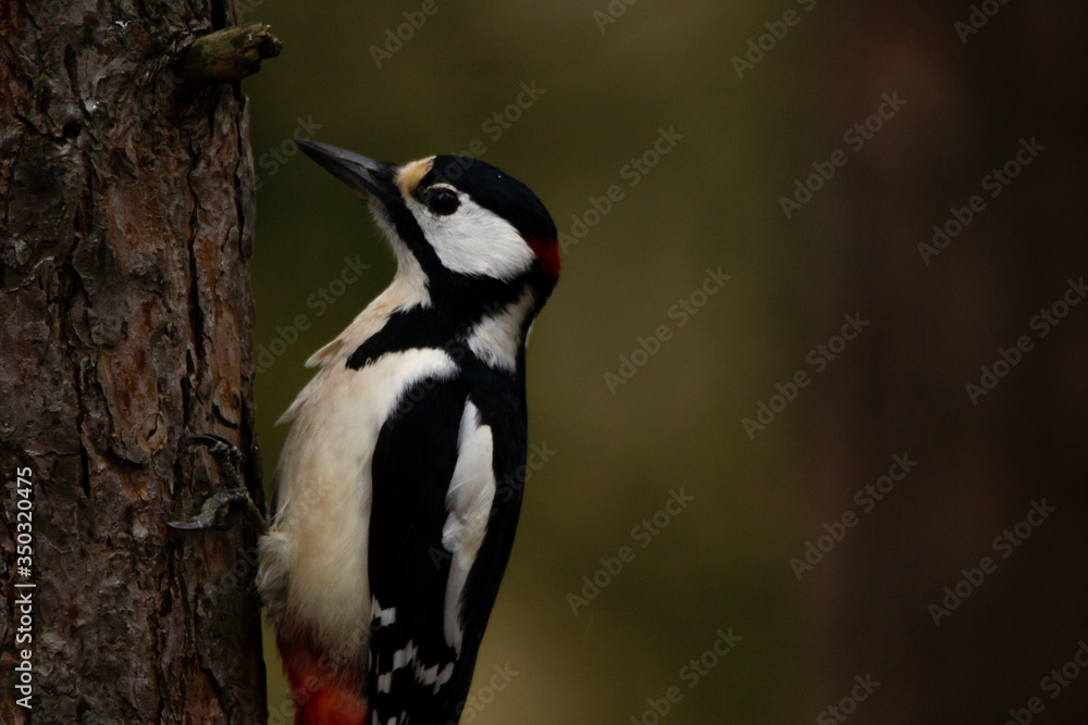 Obraz premium Close-up of Great spotted woodpecker clinging to a tree wit claws clearly visible, with blurry background.