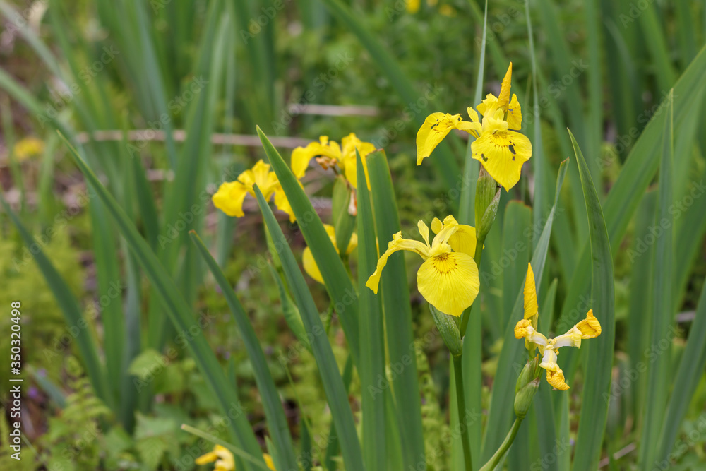 Plant iris, wild, bushes. Wildflowers close up. Plant iris, wild, bushes. Wildflowers close up.