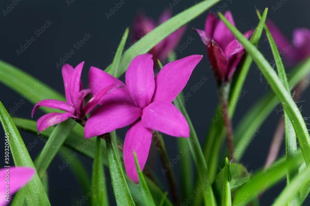 Flower of a Rhodohypoxis milloides, a small plant from South Africa. Flower of a Rhodohypoxis milloides, a small plant from South Africa.