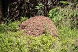 View of an anthill in the European Alps with high mountains and forests