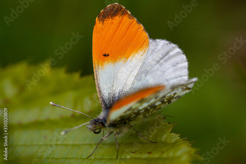 Beautiful delicate butterfly on leaf