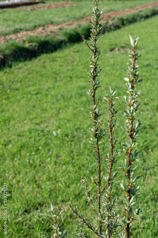 tiny vertical branches with new leaves and buds against green lawn in spring tiny vertical branches with new leaves and buds against green lawn in spring