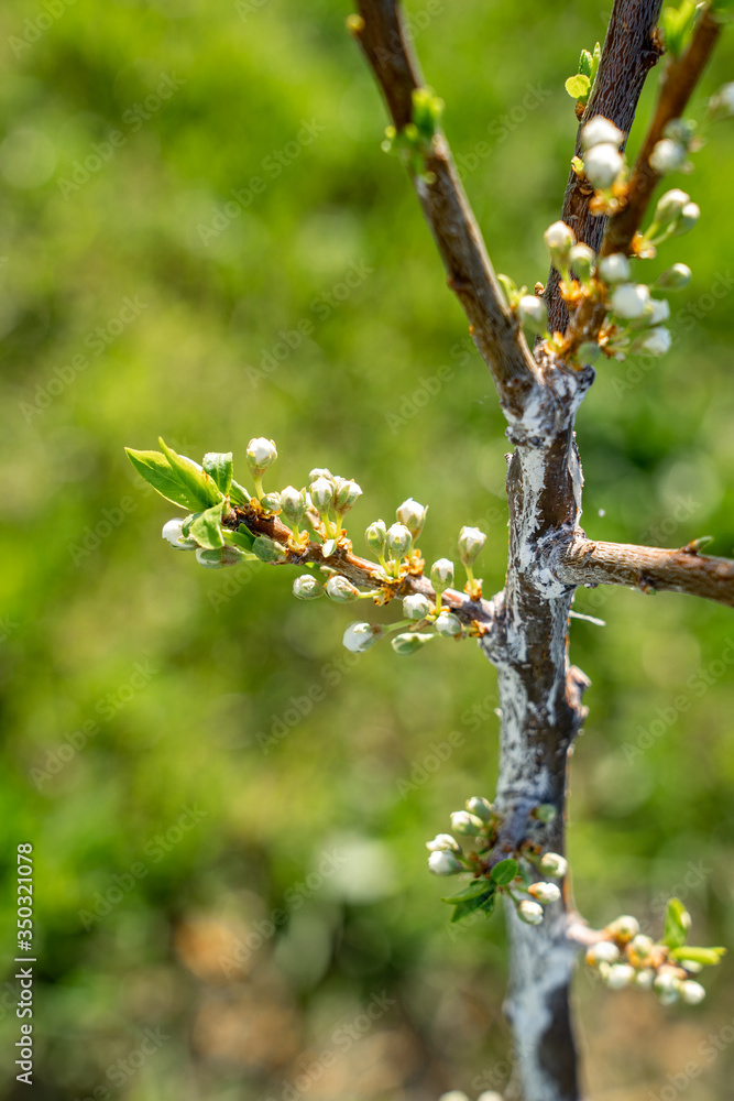 Macro view of a tiny blossoming twig with little white flowers and new green leaves Macro view of a tiny blossoming twig with little white flowers and new green leaves