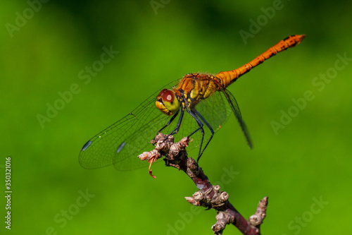 Large dragonfly sits on a branch
