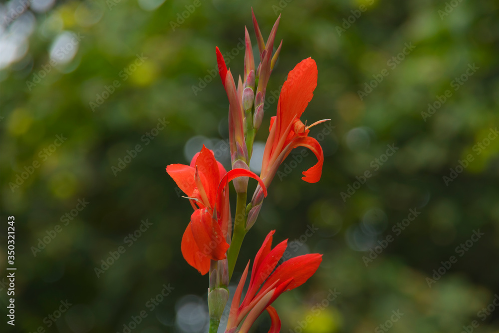 Garden canna, Canna Evening Star, red Canna, generalis Evening Star, beautiful orange red garden flower, nature, plants, spring Garden canna, Canna Evening Star, red Canna, generalis Evening Star, beautiful orange red garden flower, nature, plants, spring