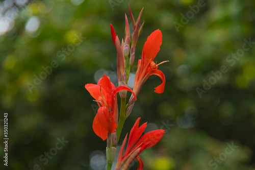 Garden canna, Canna Evening Star, red Canna, generalis Evening Star, beautiful orange red garden flower, nature, plants, spring