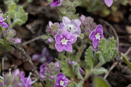 Flower of the speedwell Veronica surculosa photo