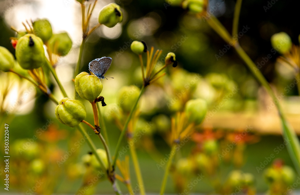 Obraz premium small butterflies on flower buds