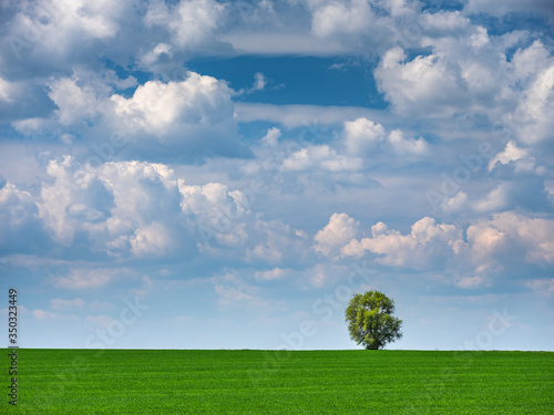 view to green wheat field with alone tree under beautiful clouds in the sky with copy space in Ukraine