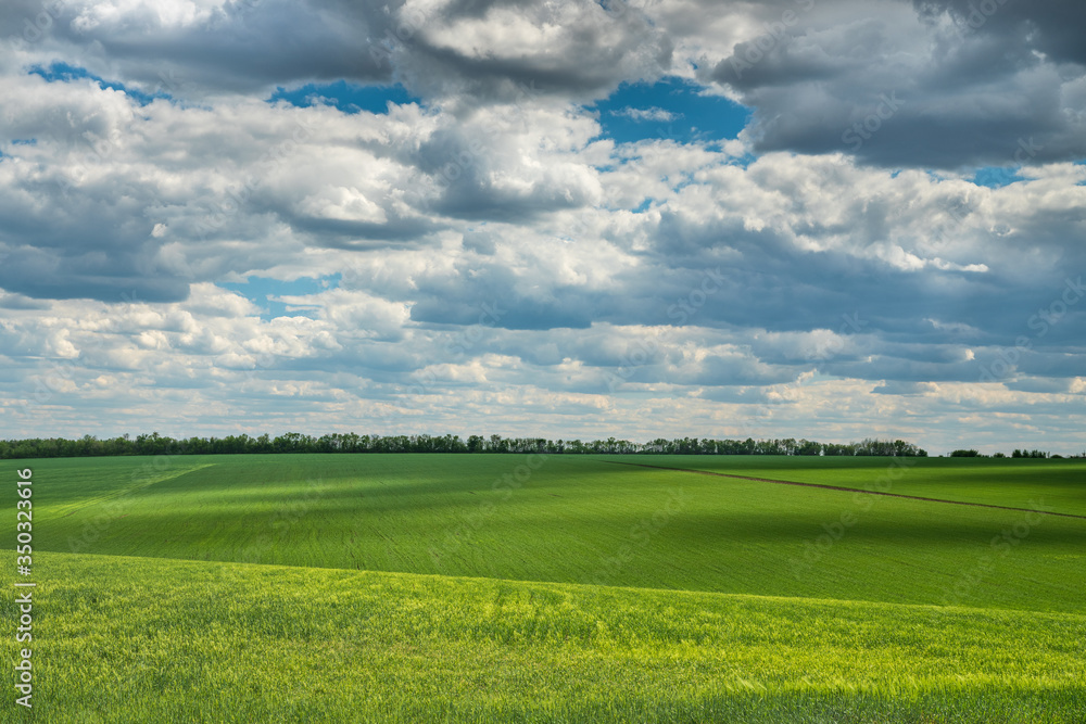 clouds above green wheat fields un spring day with copy space