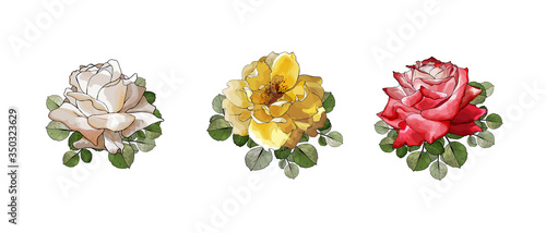 Red, yellow and white rose.Set of three beautiful flowers on stem, green leaves. Isolated on white.Hand drawn.Watercolor style.Vector stock illustration.