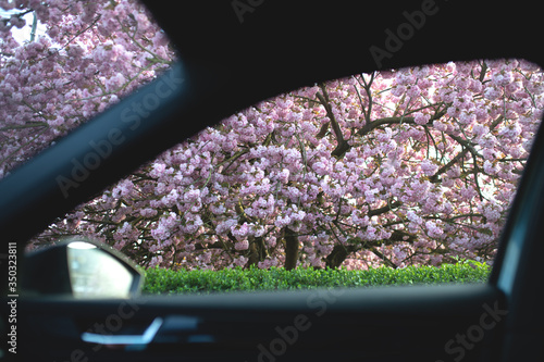 View of a blossoming sakura spring park from a car window.