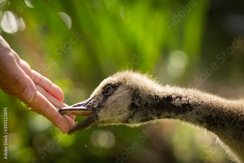 Feeding the duck