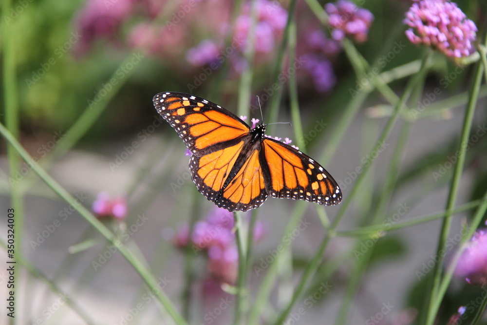 Obraz premium monarch butterfly on pink flower