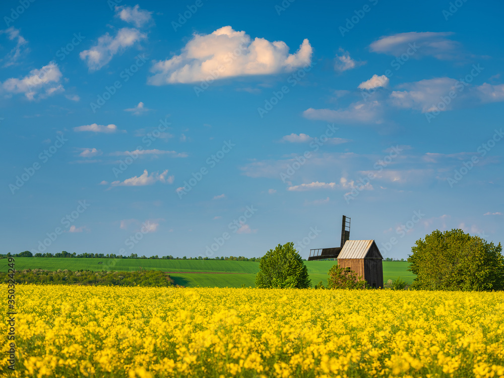 farm landscape in colours of ukrainian flag with old wooden windmill between flowering rapeseed field and blue sky with copy space