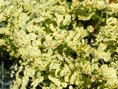 Euphorbia martini   Euphorbe de Martin  un arbuste nain    feuilles   troites gris-vert    vert-jaune avec un oeil marron rouge sur tiges rouge  tre