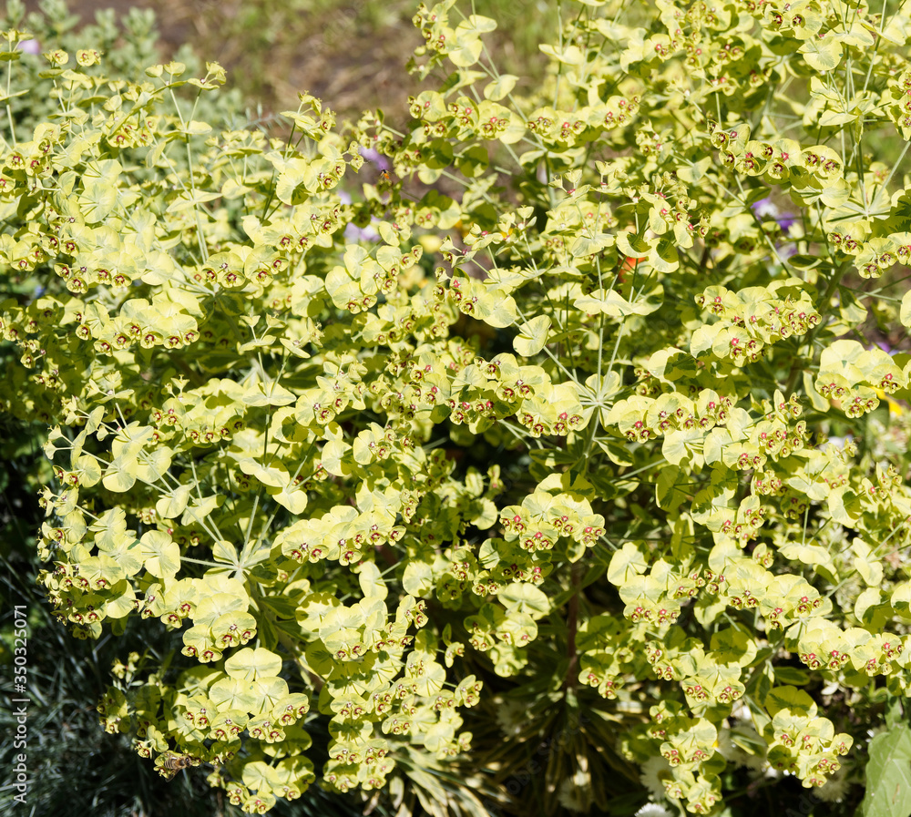 (Euphorbia martini) Euphorbe de Martin au feuillage jaune verdâtre, rouge, pourpre très décorative (Euphorbia martini) Euphorbe de Martin au feuillage jaune verdâtre, rouge, pourpre très décorative