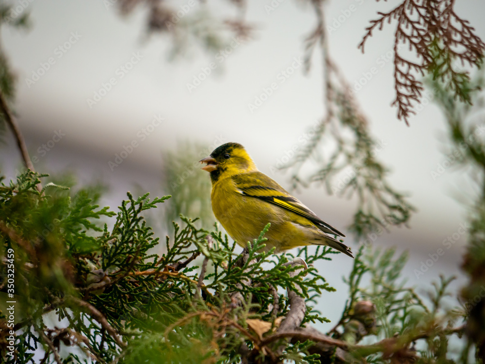 Fototapeta premium Jilguero