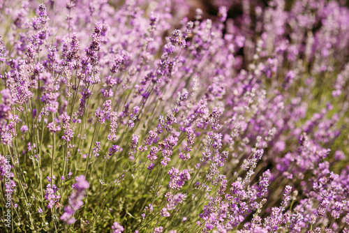 closeup bush lavender flower on a field on hills. Aromatherapy Lavender Paradise. Sunny day. Provence.