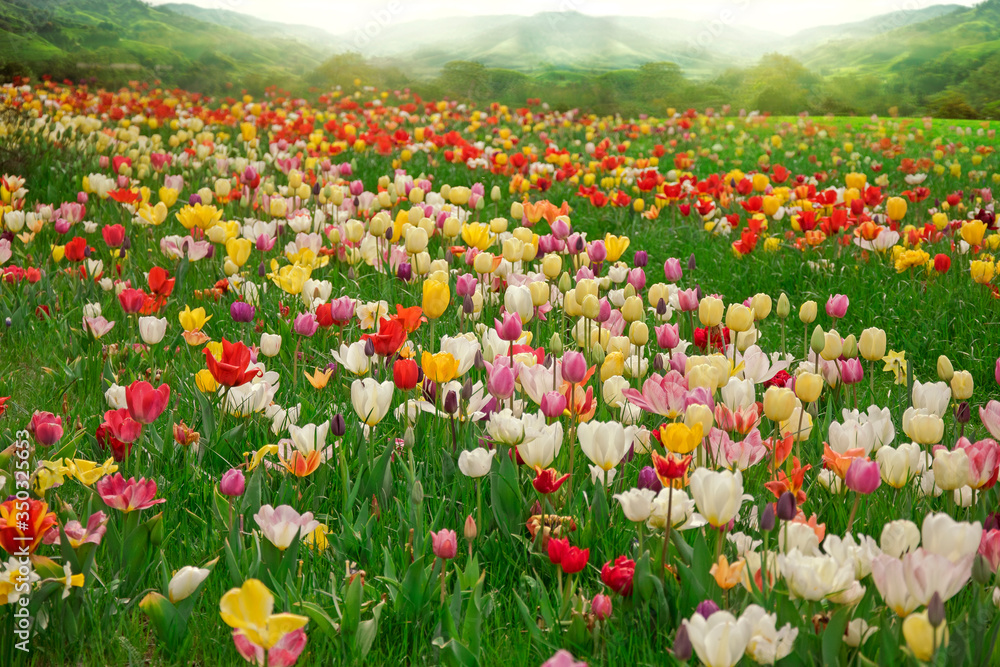 Obraz premium Pole tulipanów