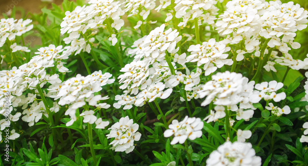 Beautiful white flowers Iberis ( candytuft ) in a sunny garden. Spring flower. Close-up. Soft selective focus Beautiful white flowers Iberis ( candytuft ) in a sunny garden. Spring flower. Close-up. Soft selective focus