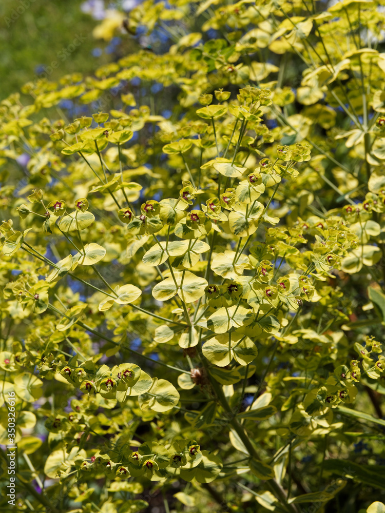 (Euphorbia martini) Euphorbe de Martin au feuillage jaune verdâtre, rouge, pourpre très décorative
