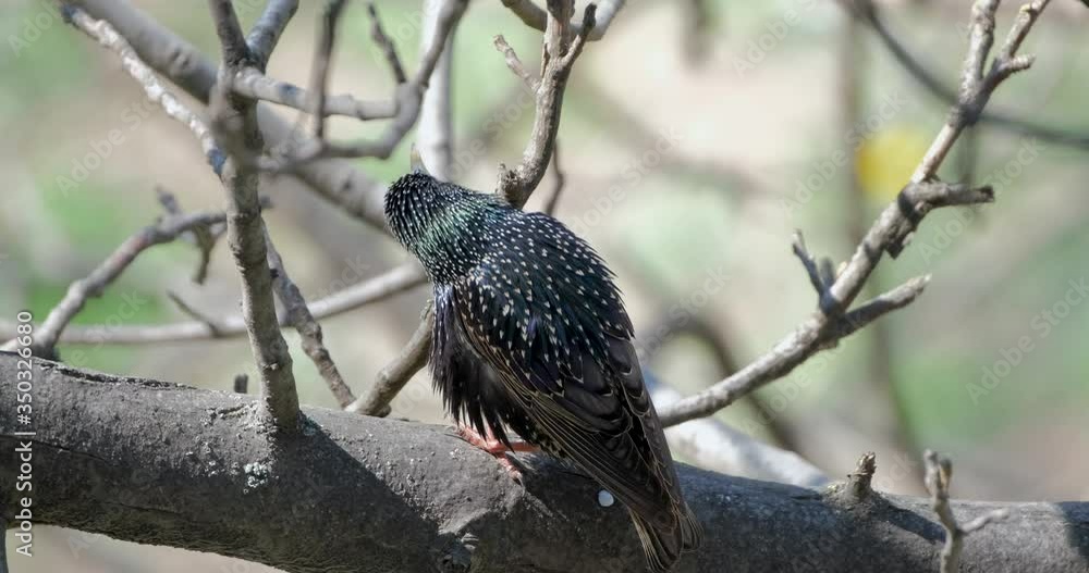 Common starling or Sturnus vulgaris singing on tree UHD 4K Common starling or Sturnus vulgaris singing on tree UHD 4K