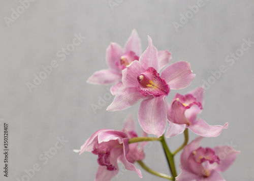 pink cymbidium flowers (orchids) on a light background