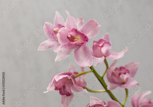 pink cymbidium flowers  orchids  on a light background