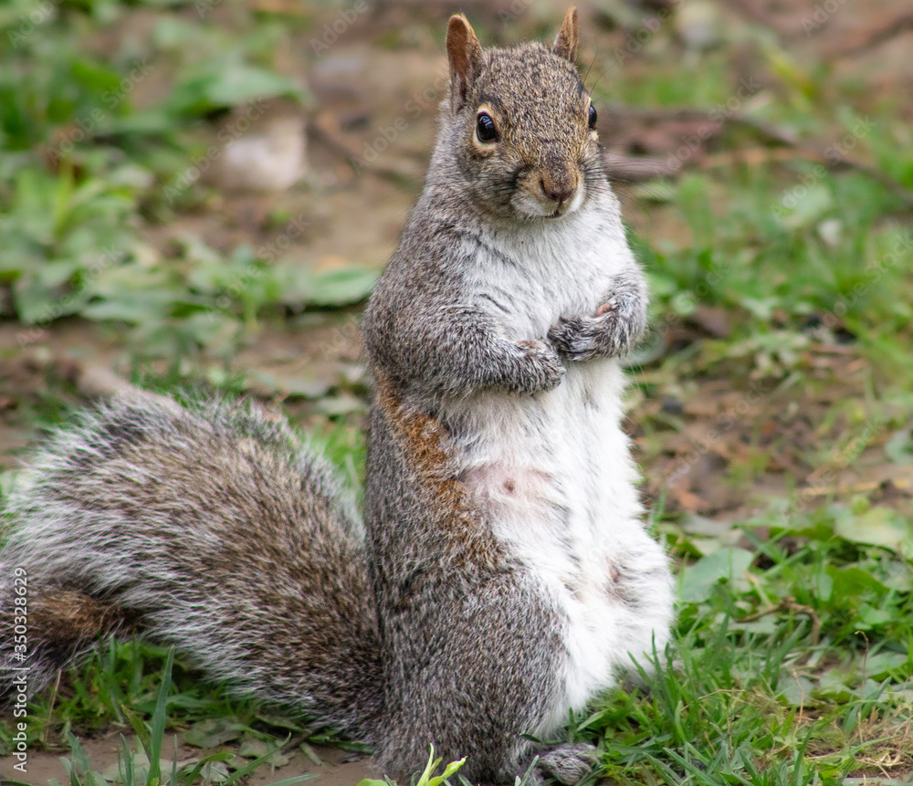 Squirrel Contemplating How To get Goodies From The Bird Feeder. Squirrel Contemplating How To get Goodies From The Bird Feeder.