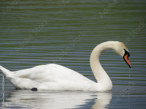 Water flows through the beak of a Swan