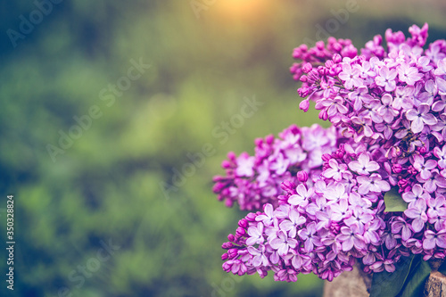 Common purple lilac  Syringa vulgaris spring background