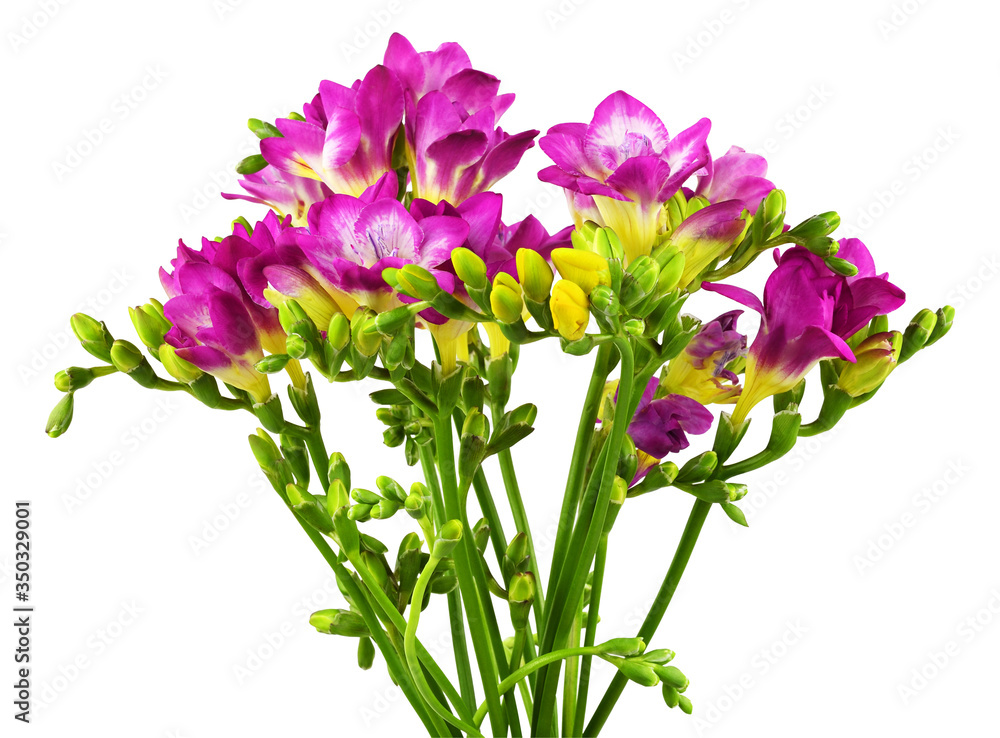 Pink and yellow freesia flowers in a bouquet Pink and yellow freesia flowers in a bouquet