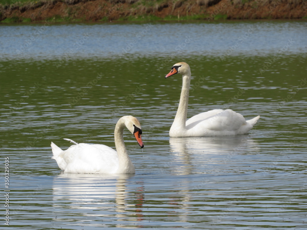 Fototapeta premium A couple of wet swans on the lake