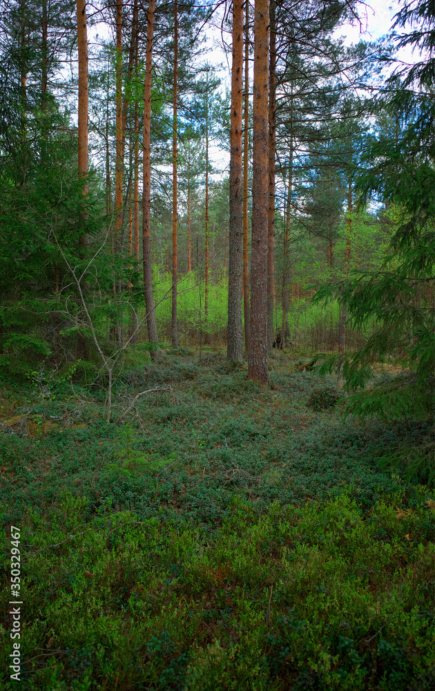 Fototapeta premium At summer fir forest nature background