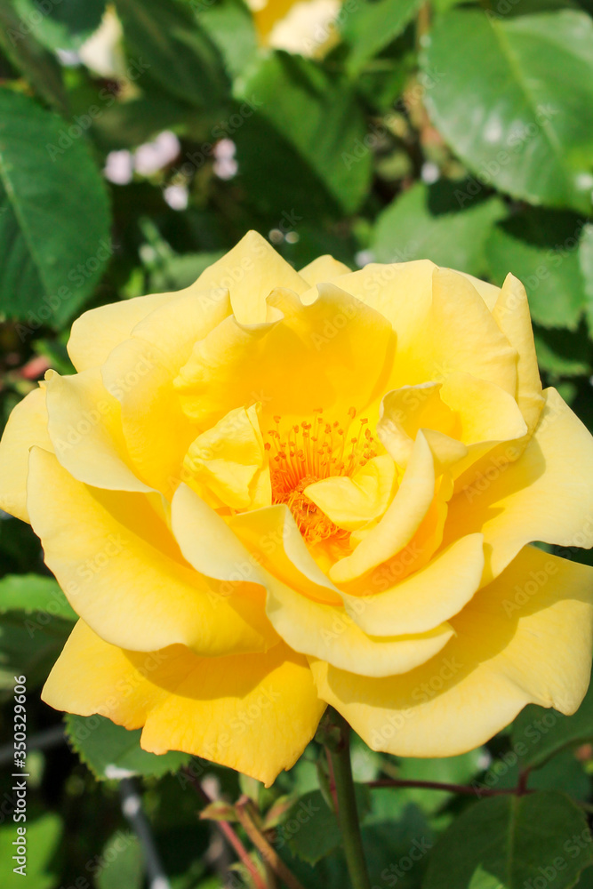 Yellow rose blooms in the park. Romantic rose flowers in the bright sun. Decorative fence, flower arch, decoration for wedding, birthday, garden and park Yellow rose blooms in the park. Romantic rose flowers in the bright sun. Decorative fence, flower arch, decoration for wedding, birthday, garden and park
