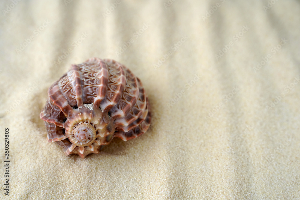 seashell on the sand. free place for text seashell on the sand. free place for text