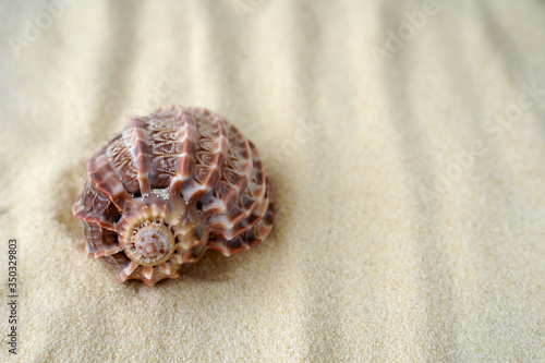 seashell on the sand. free place for text