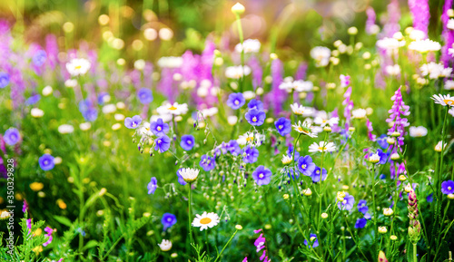 Fototapeta Naklejka Na Ścianę i Meble -  Vibrant little wild meadow flowers and green grass