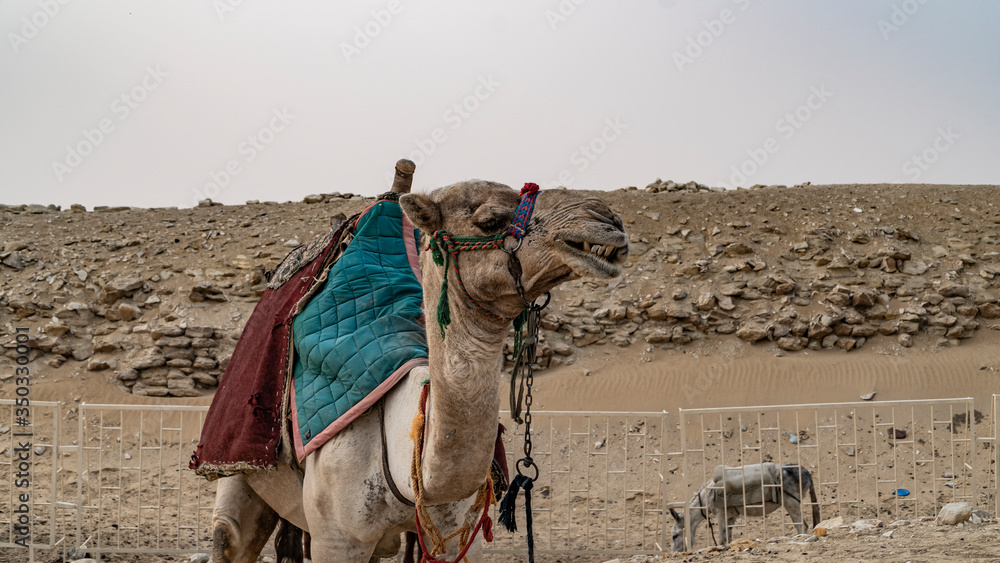 Fototapeta premium Camel near The Pyramid of Djoser or Djeser and Zoser, or Step Pyramid is an archaeological remain in the Saqqara necropolis, Egypt, northwest of the city of Memphis.