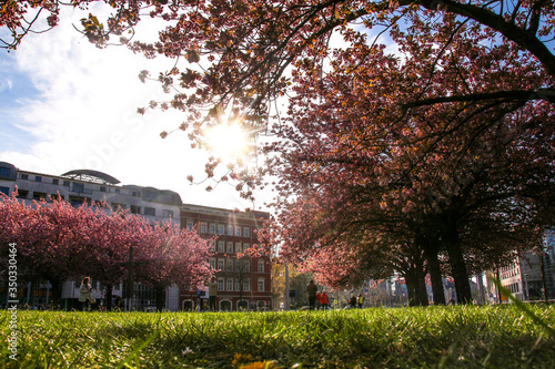 Japanese cherry in the center of Leipzig, Saxony photo