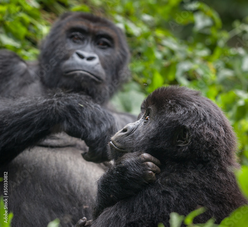 mother and baby lowland gorilla congo river basin 