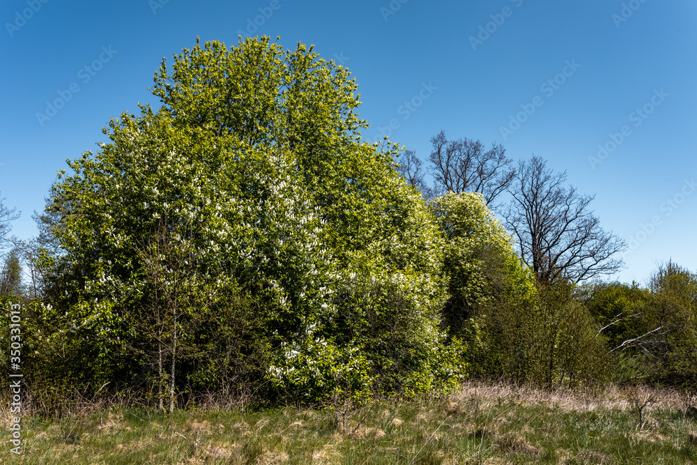 Spring landscape with blooming bird cherry tree . Spring landscape with blooming bird cherry tree .