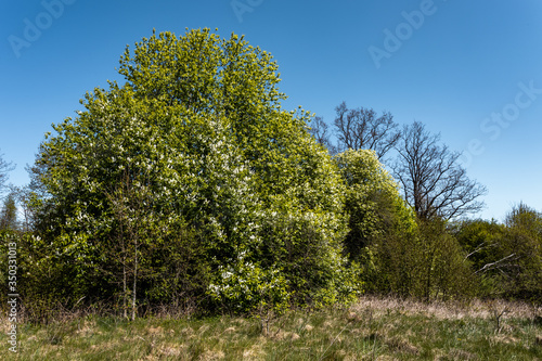 Spring landscape with blooming bird cherry tree . 