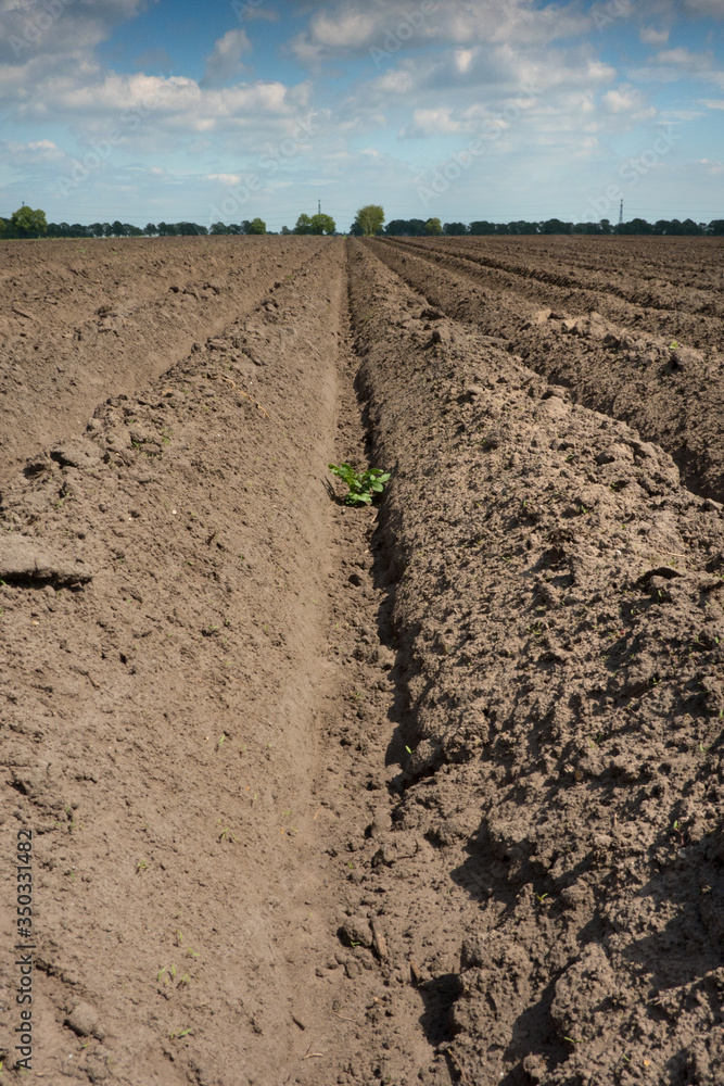 Drought: pattern of ridges and furrows in a dry sandy field prepared ...