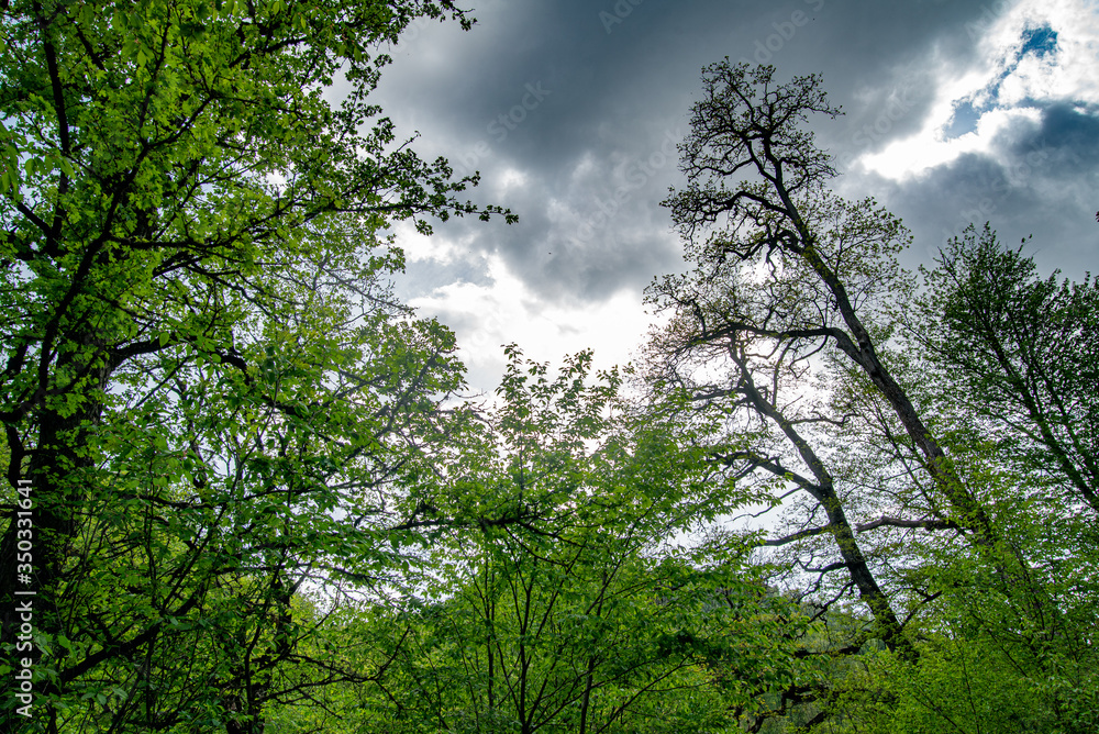 Obraz premium Trees in the forest